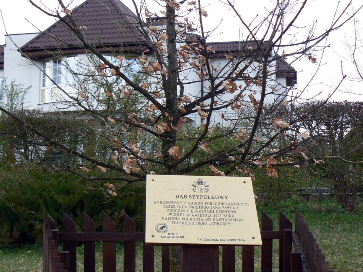 Dąb 