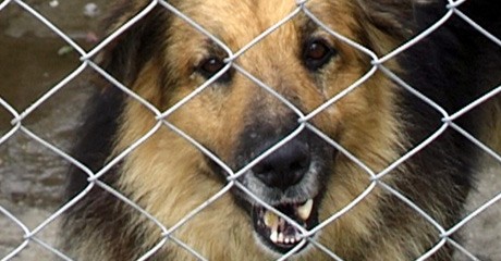 Pies pokąsał swoją panią – kobieta śmigłowcem do szpitala