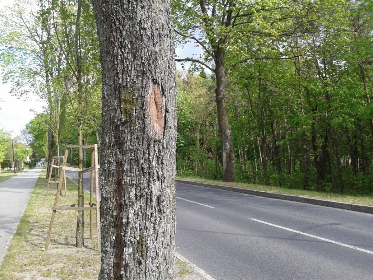 Zemsta paprotników. Rosyjska ruletka na ul. Kościuszki