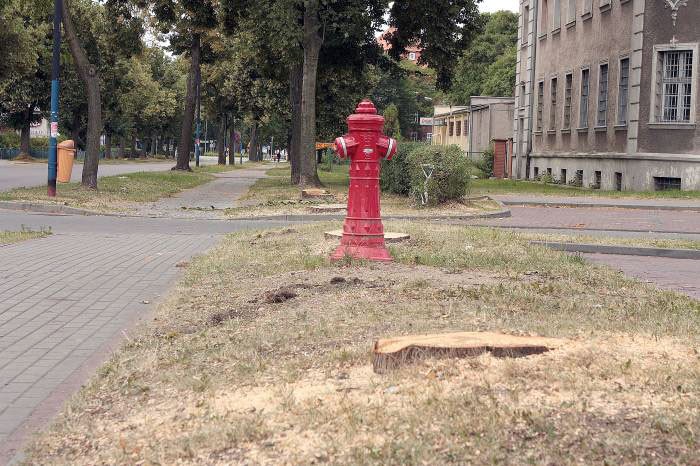 Dla klonów i lip nie było ratunku