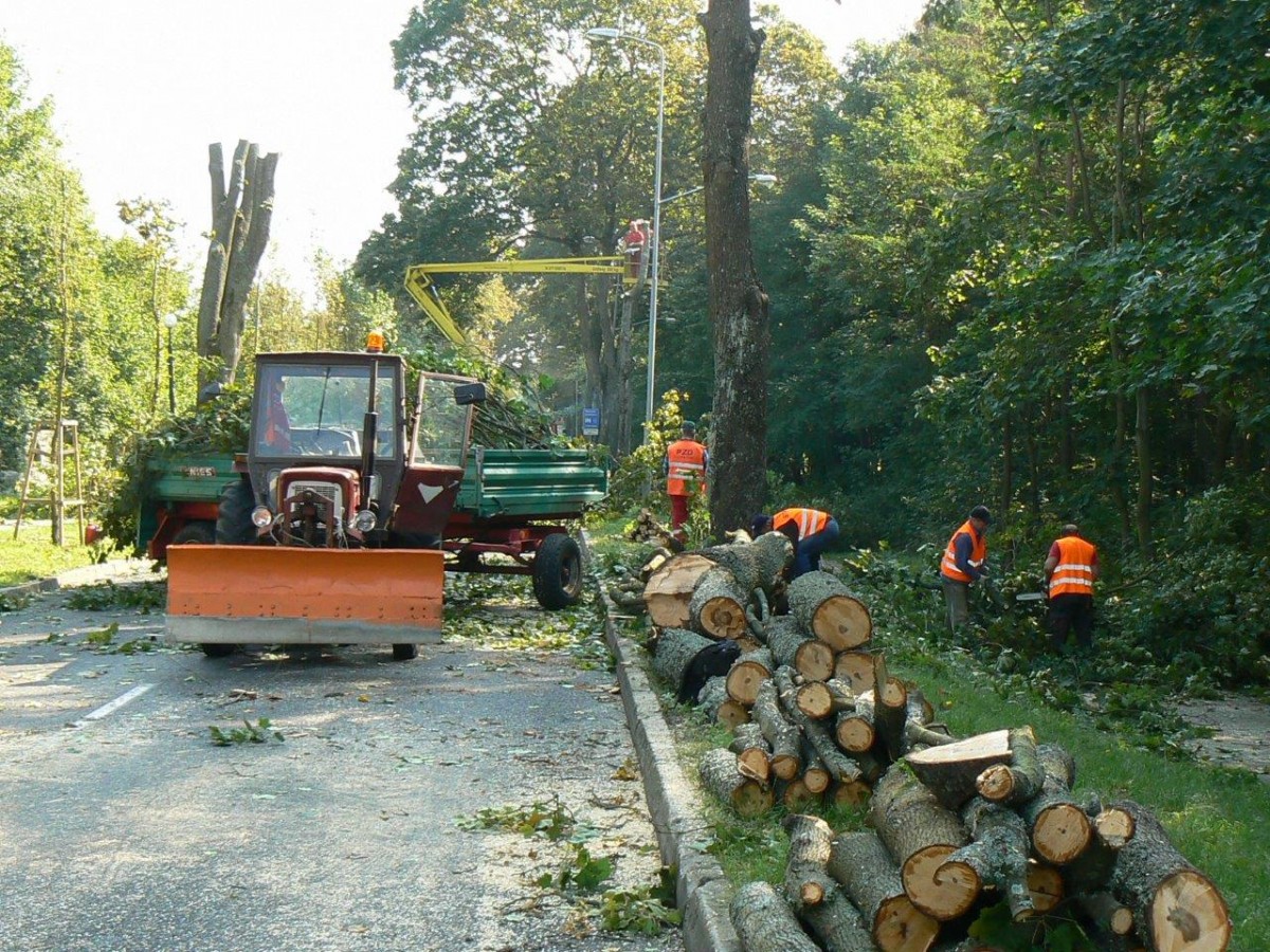 Drwale pracują na Kościuszki. Padają stare drzewa