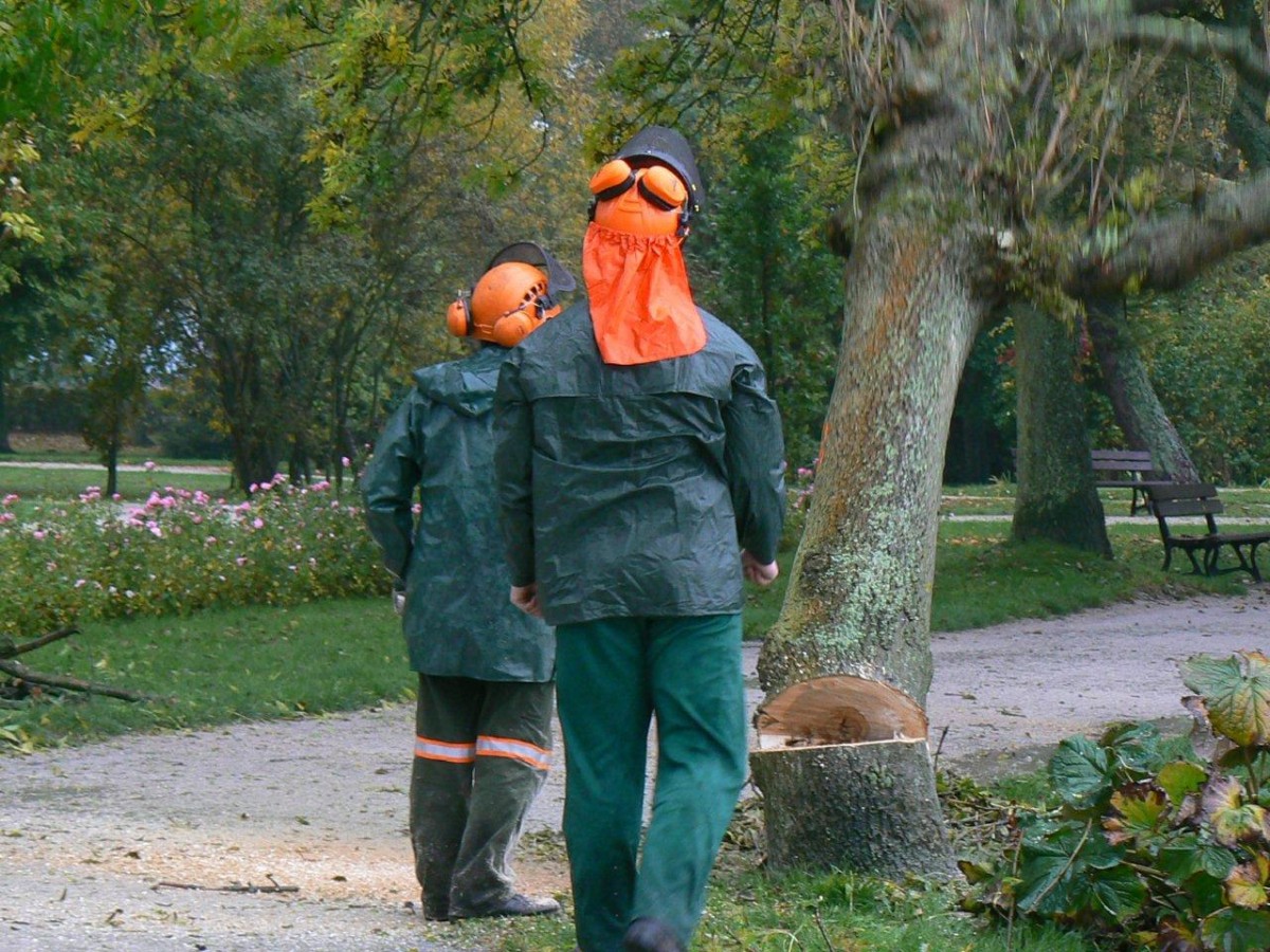 Wycinka drzew w parku