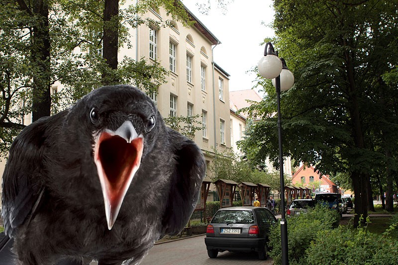 Gawrony przeszkadzają i mają się przeprowadzić