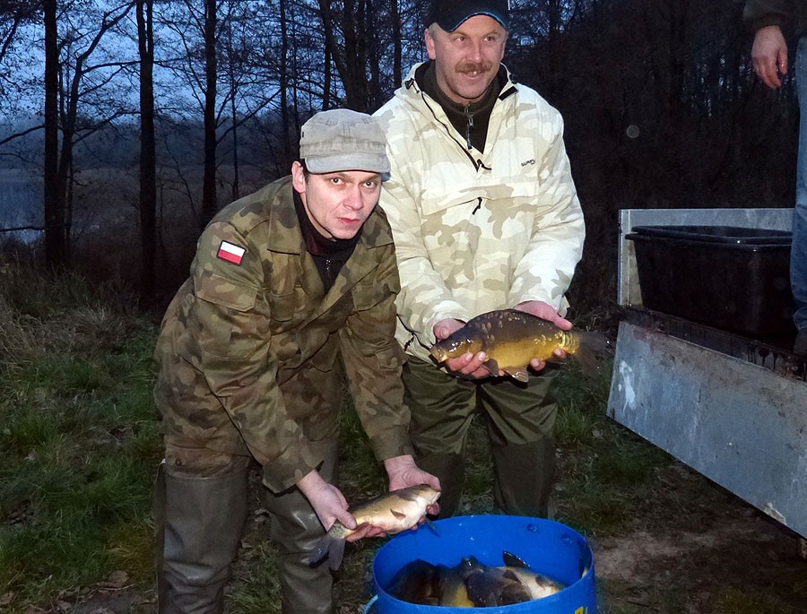 Wigilijny karp wpłynął do jeziora Lipno