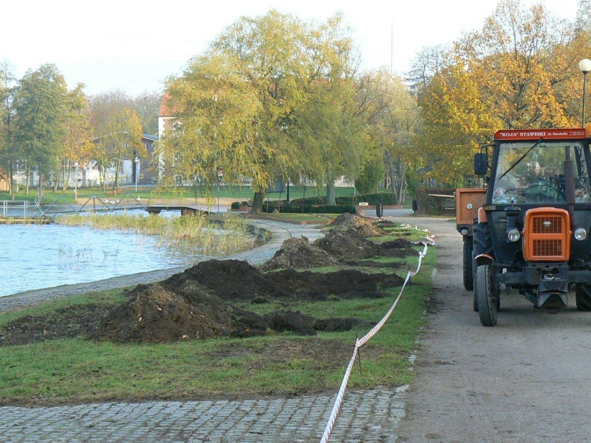 Graby zamiast jesionów. Są już dołki, drzewka też