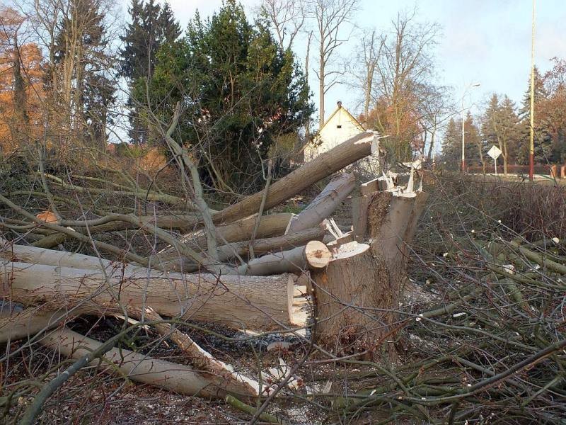 Wycinka na Szczecińskiej zgodna z prawem