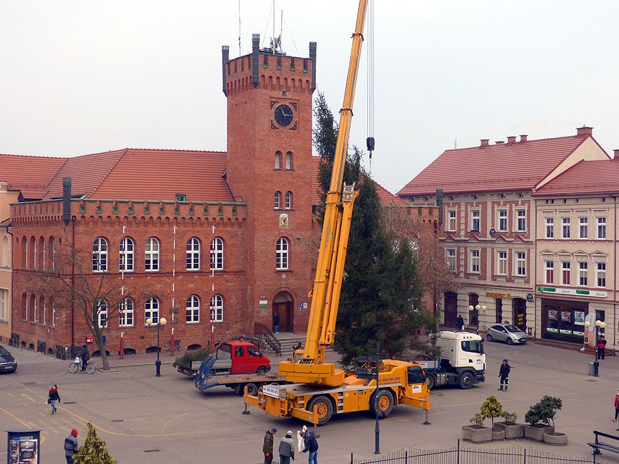Choinka z Dyminka na środku Szczecinka