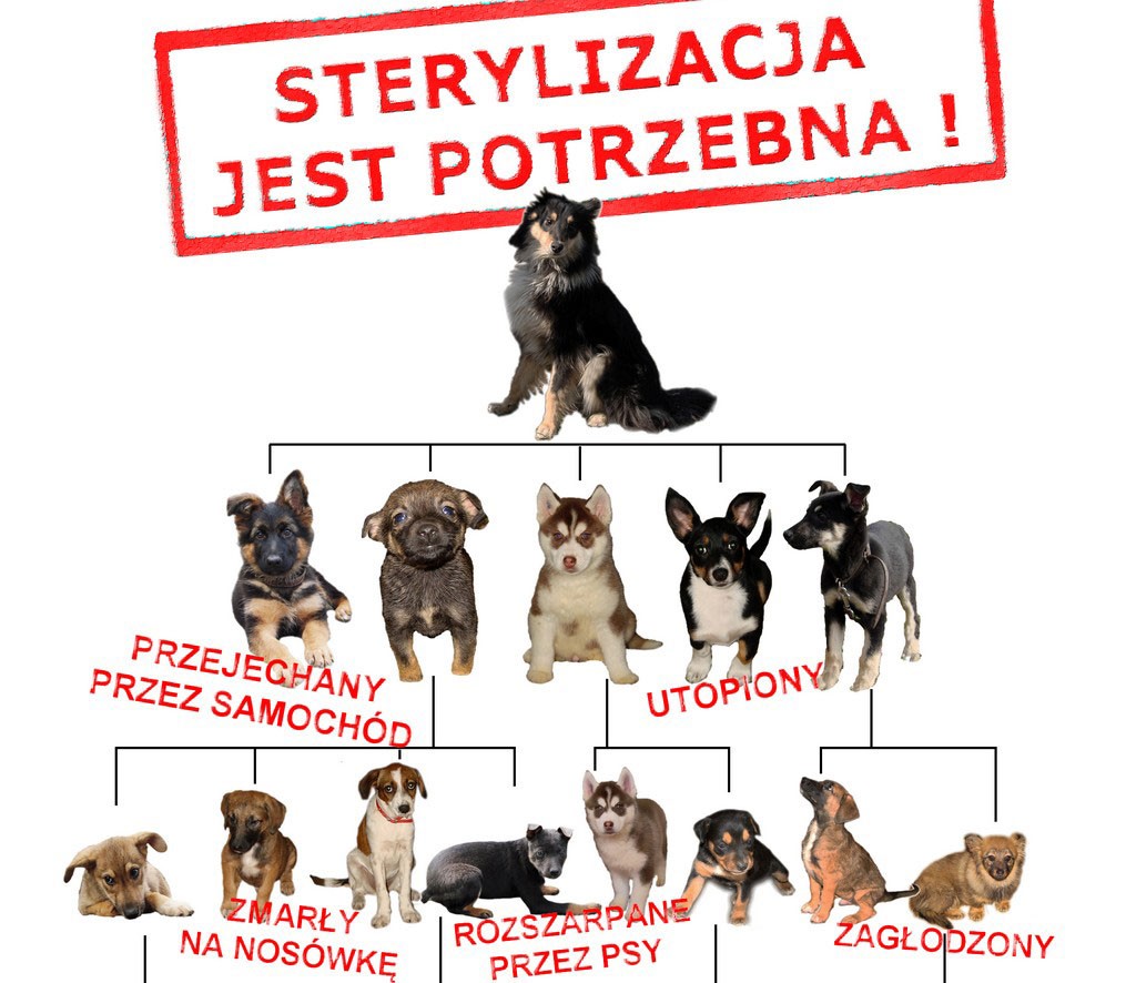 W Szczecinku ruszyła bezpłatna sterylizacja zwierząt