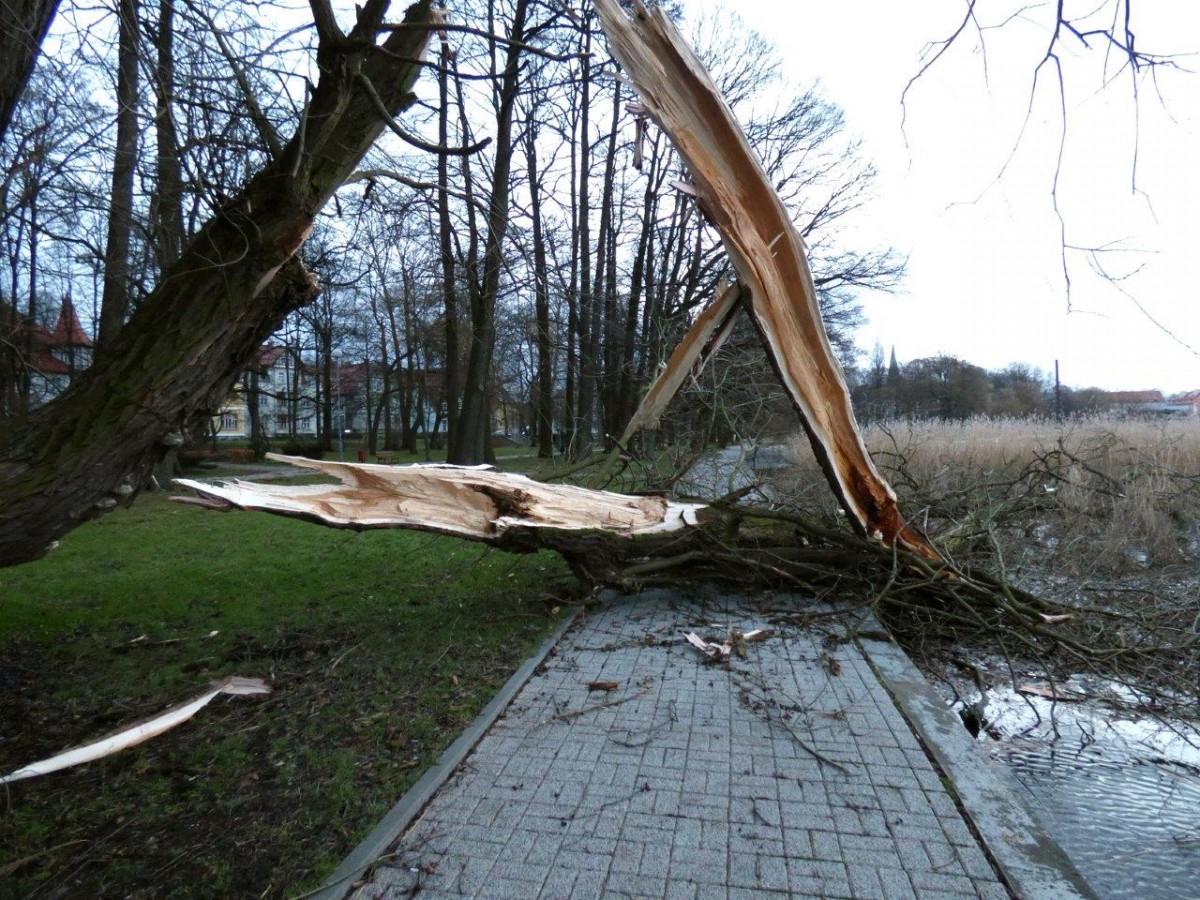 „Drzewne” straty po wichurze w Szczecinku? Niewielkie