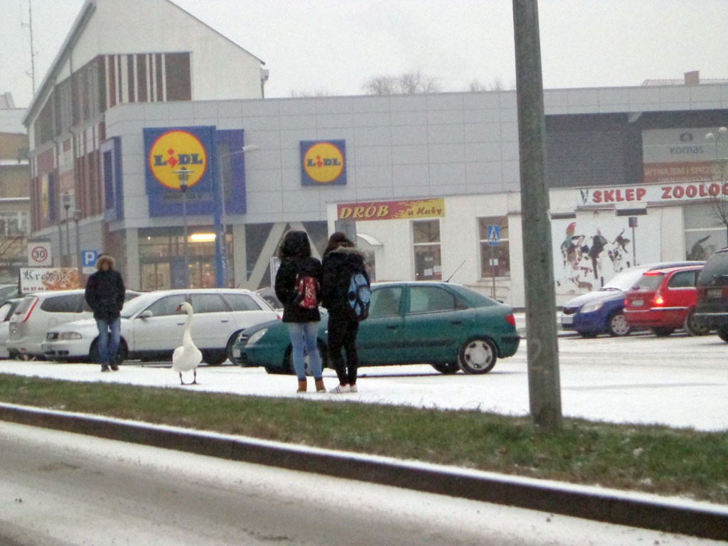 Defilujący łabędź, nietrzeźwy kierowca i śpiący na schodach