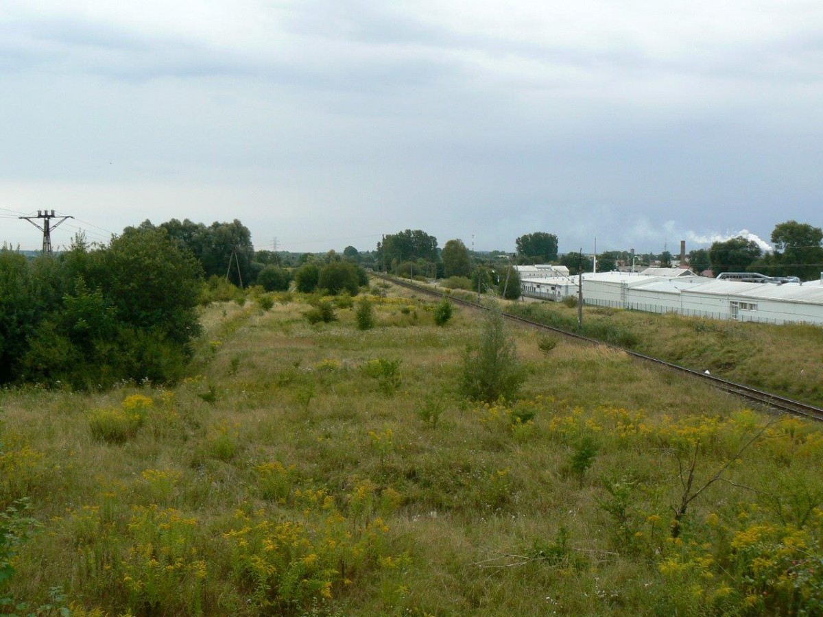 Archeolodzy wracają na obwodnicę