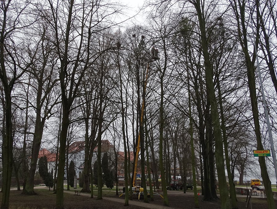 Strącają gniazda gawronów, dopóki jeszcze można