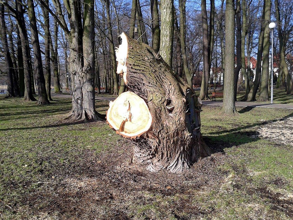 „Pomnik Drzewa” w szczecineckim parku? (akt.)