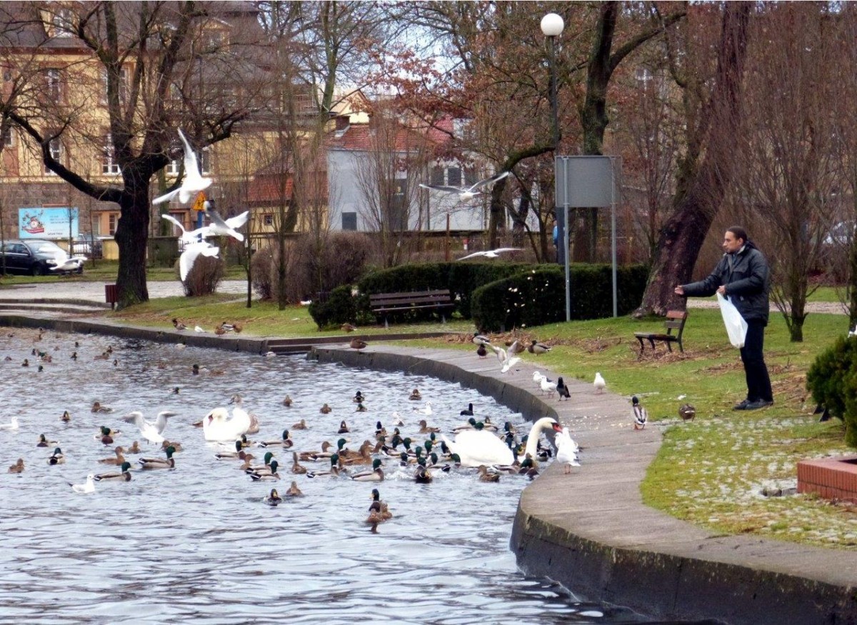 Szczecineckie łabędzie cierpią przez... dokarmianie