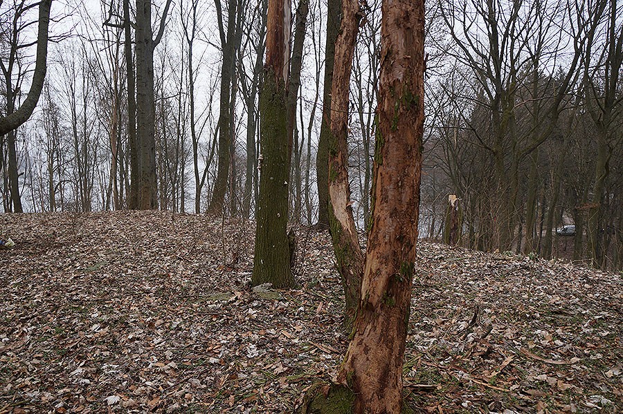 Wycinka i prace archeologiczne na Marientronie