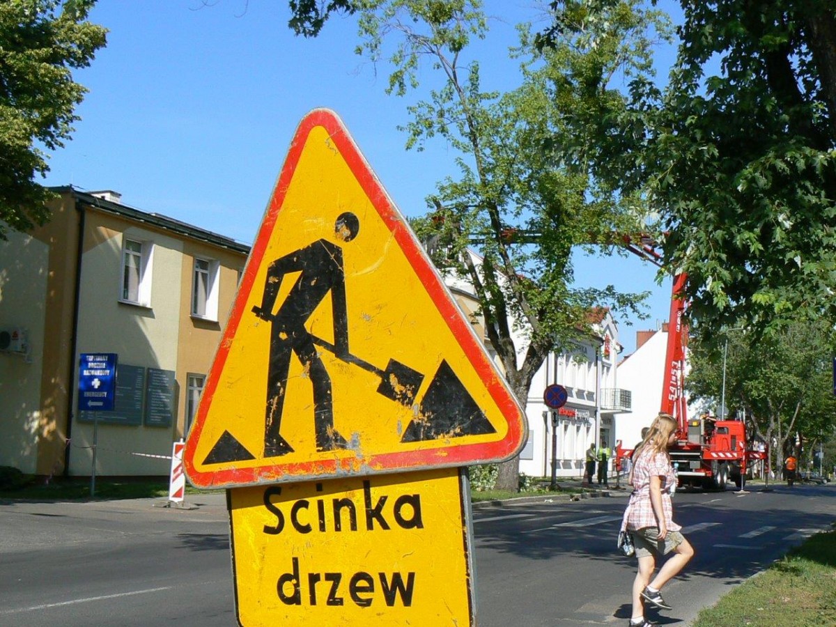Skąd się wzięło 3500 wyciętych drzew