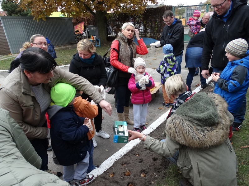 Pola Nadziei 2015 zaczęły się od sadzenia żonkili
