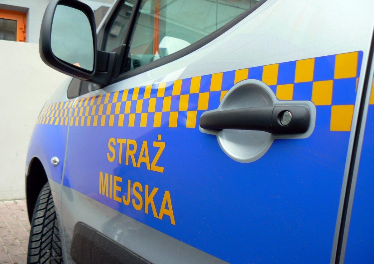 Pies podróżujący autobusem i wandale na placu Wolności