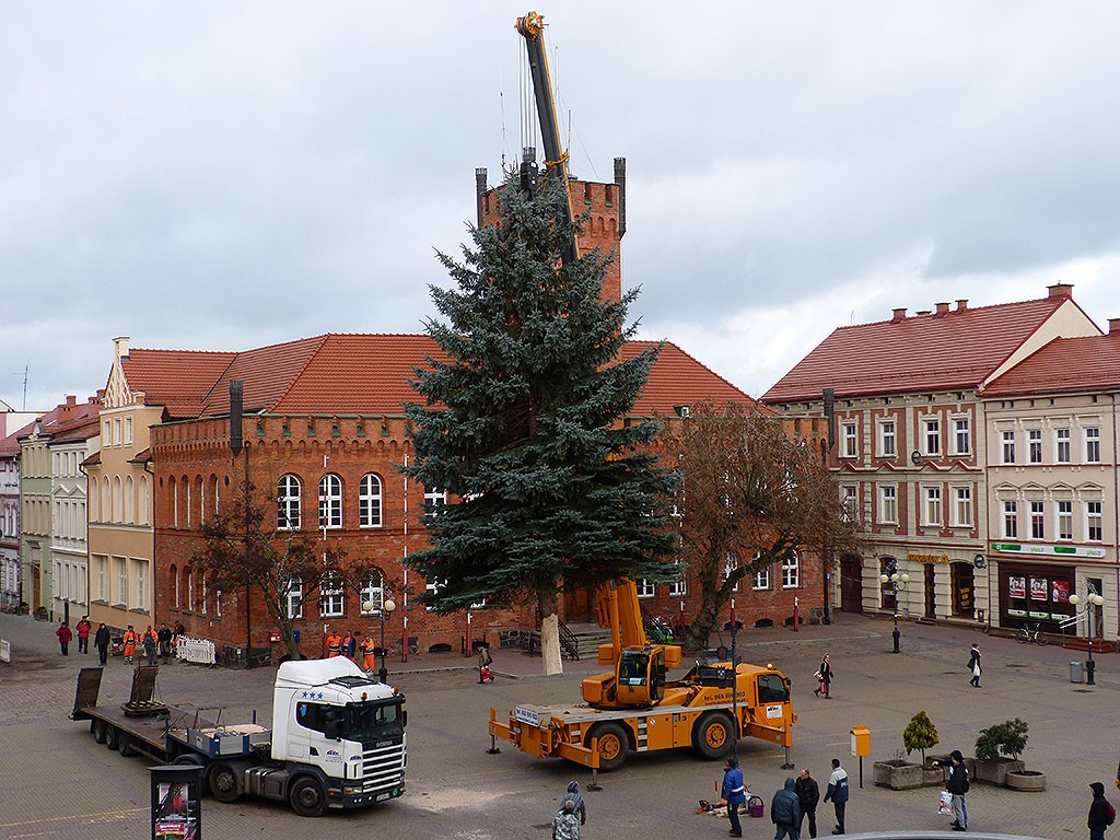 Świerk rósł w ogródku mieszkańca. Teraz stoi na placu Wolności