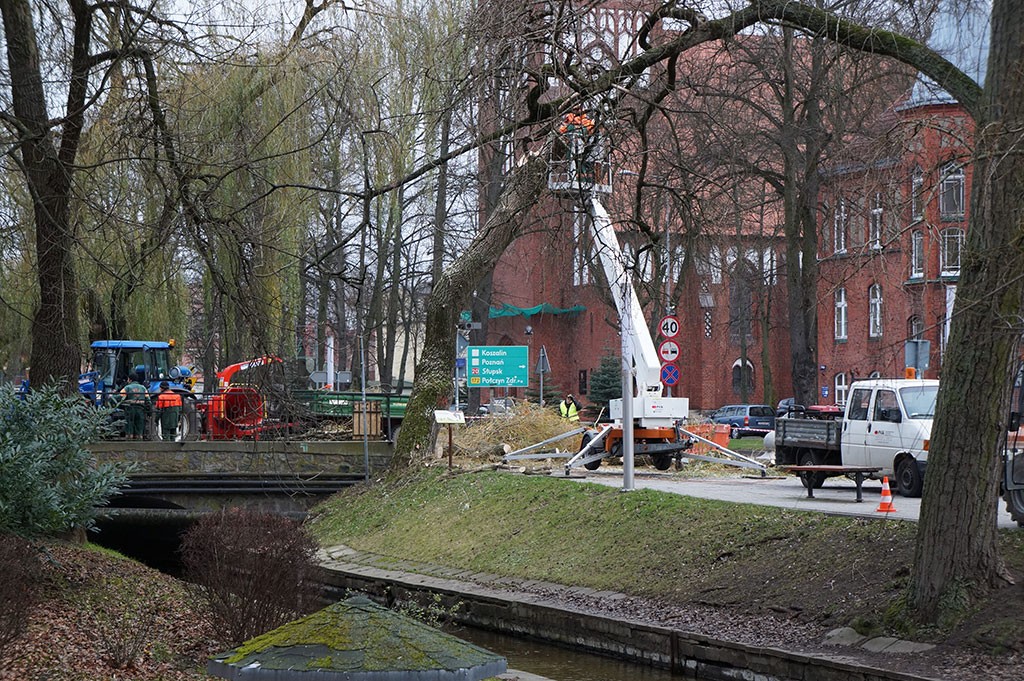 Wycinka stuletniej wierzby. Potem przyjdzie czas na resztę alei