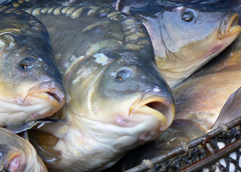 Wigilijna opowieść - karp, choinka i gwiazdy