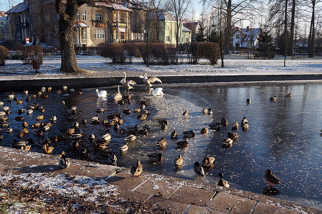 Kto pomoże naszym łabędziom? (aktualizacje)