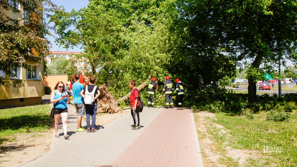 Drzewo wyrwane z korzeniami na ul. Koszalińskiej
