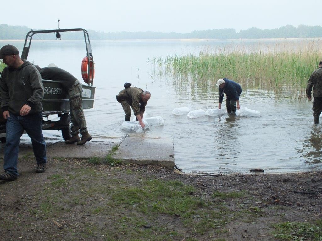 Trzesiecko i Wilczkowo znów zarybione