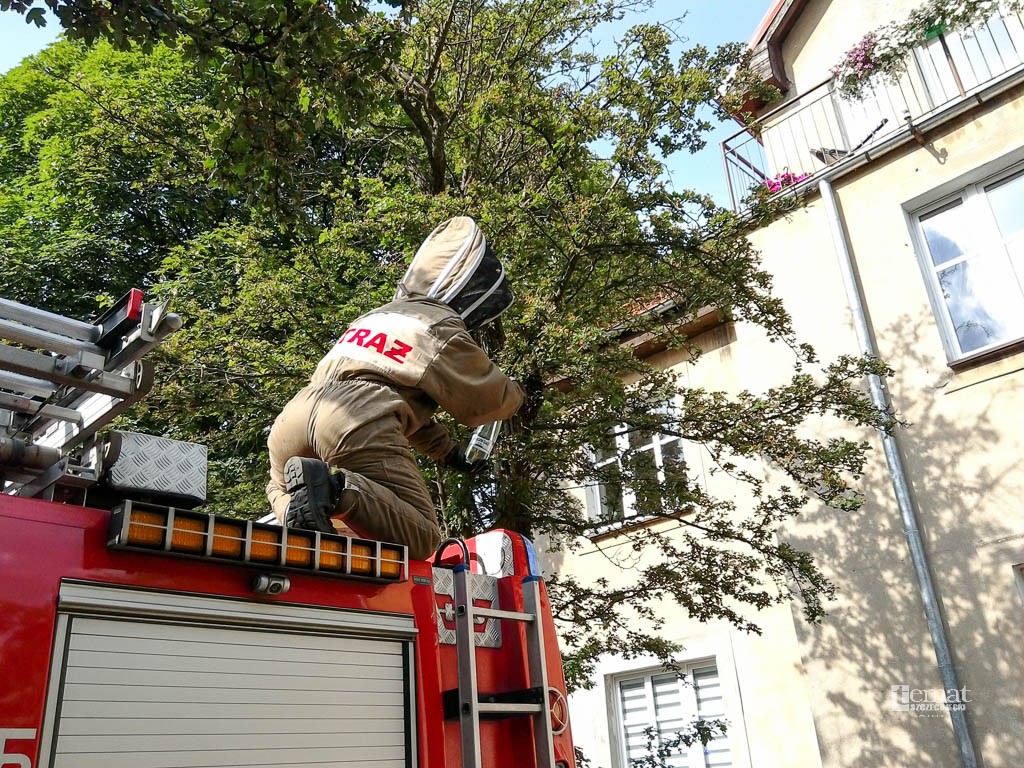 Rój pszczół na Koszalińskiej