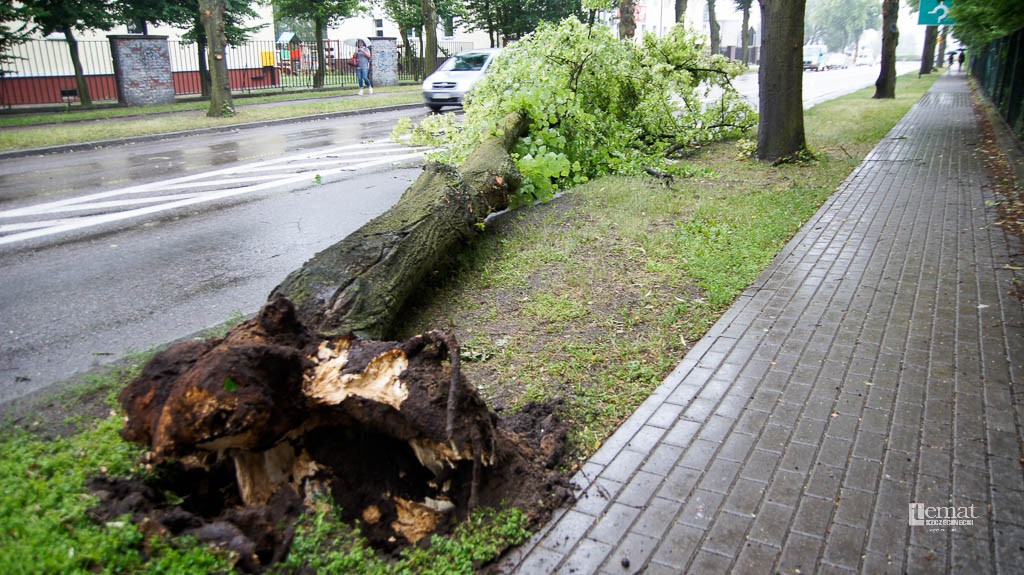 Wieje, łamie drzewa