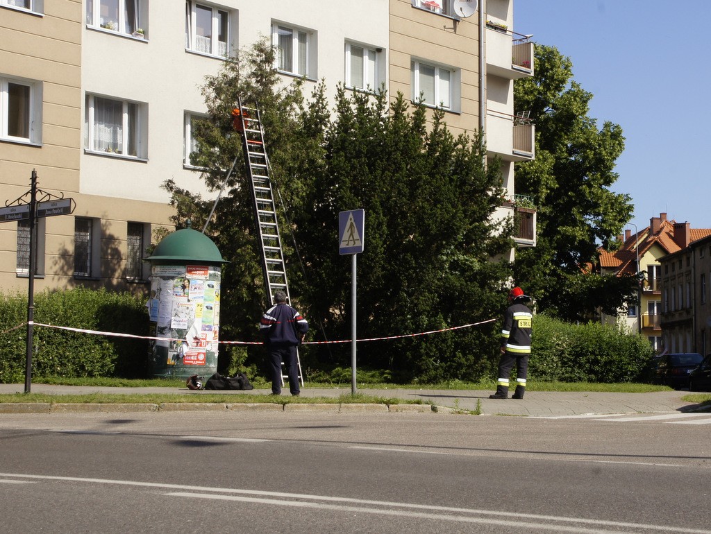 Pszczoły na skrzyżowaniu