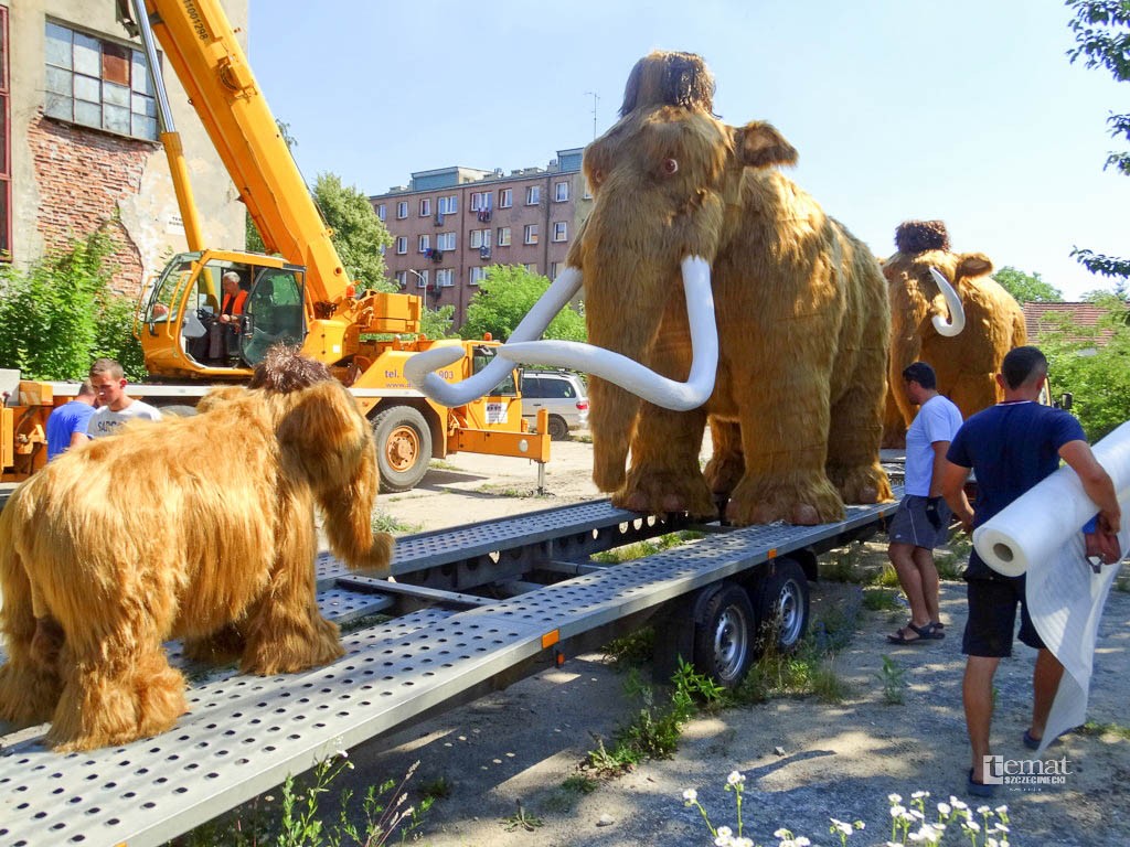 Szczecineckie mamuty pojechały nad morze