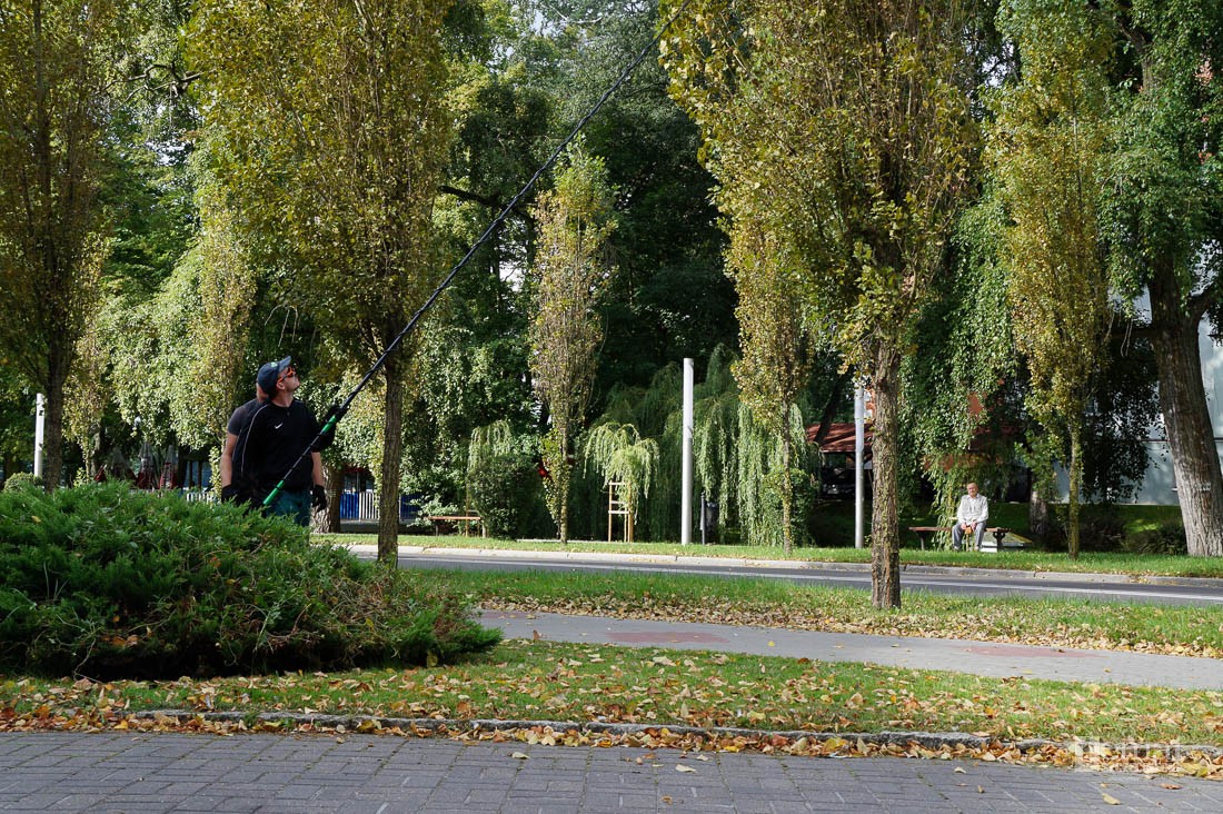 Topole walczą z mszycą
