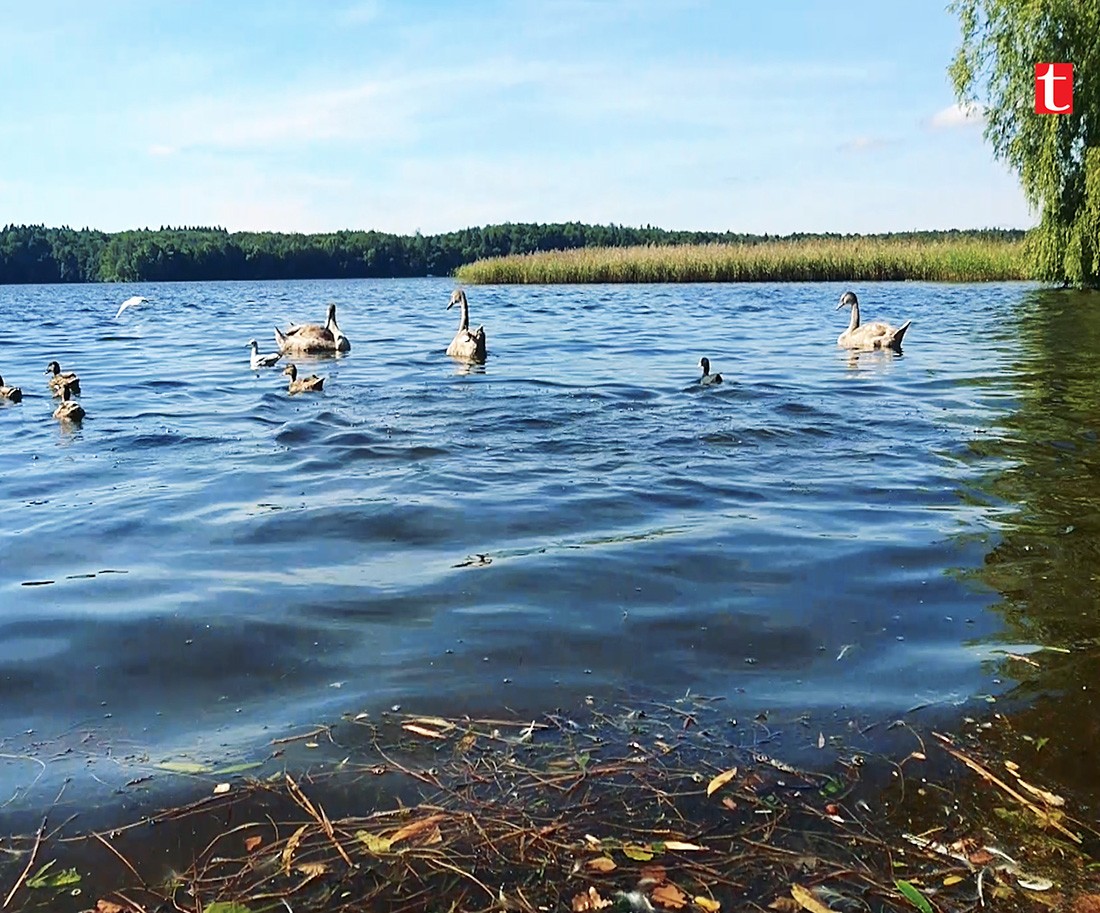 Państwo Stefańscy znów ratują łabędzie