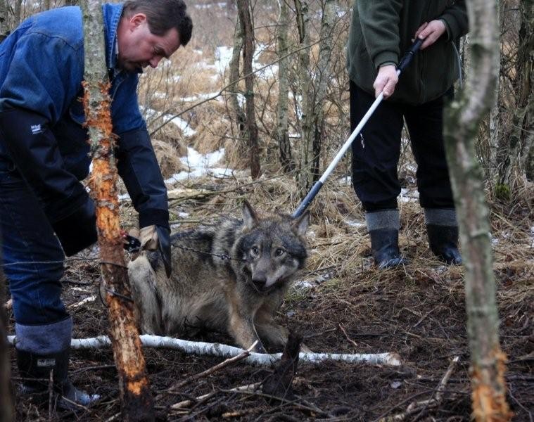 220 wilków żyje wolno na okolicznych terenach. Nie tolerują psów