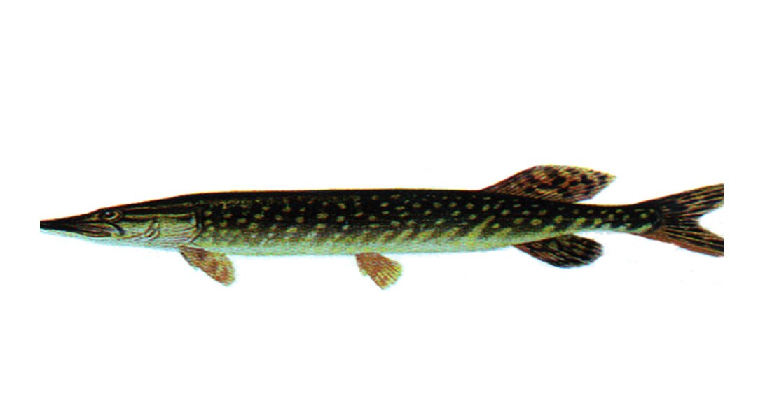 Zawody wędkarskie 