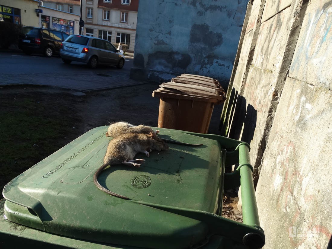 W centrum Szczecinka szczury hasają wesoło