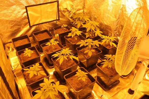 Plantację marihuany miał w domku jednorodzinnym