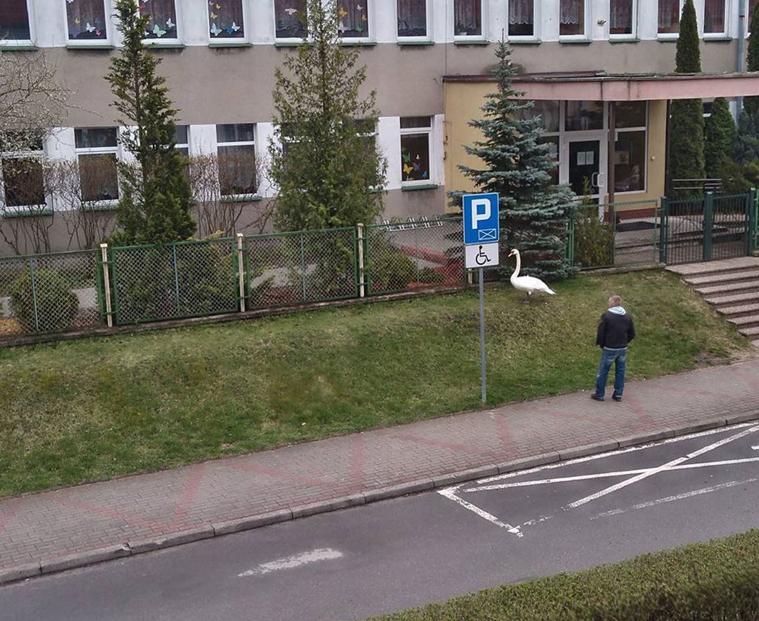 Spacerujący po ulicach łabędź, bójki i kradzież wózka sklepowego