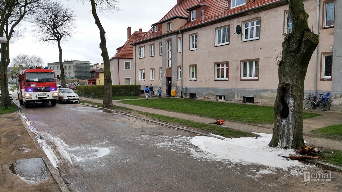 Ktoś podpalił drzewo. Trzeba było je ściąć