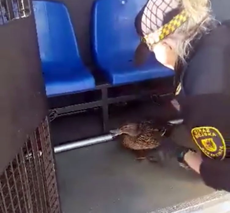 Szczecineccy strażnicy ratują małe kaczuszki