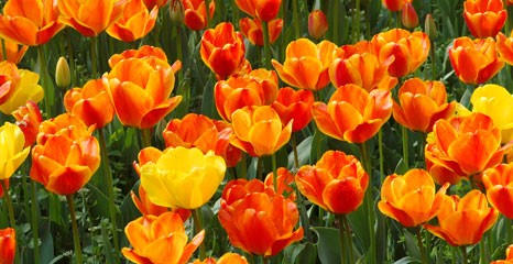 Przyjaźń polsko – holenderska. Zasadzą tulipany przed Ratuszem