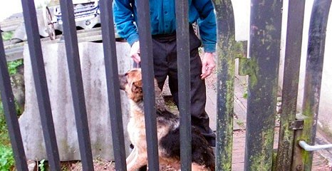 Skasowali „dziką” hodowlę psów. Żal patrzeć na te zwierzęta
