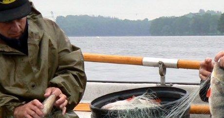 Ryby pod lupą naukowców – sandacz na cenzurowanym