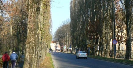 W środę początek wycinki topól (aktualizacja)