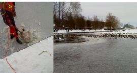 Łabędź przymarzł do Trzesiecka. Nie udało się go uratować