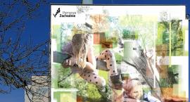 Ekomural w Szczecinku. Ma powstać bardzo szybko