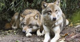 „Nie” dla odstrzału wilków w powiecie szczecineckim. Fundacja WWF Polska zabiera głos