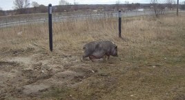 Świnka biegała po Szczecinku. Interweniowała Straż Miejska