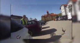 Małe kaczuszki uwięzione w studzience. Pomoc nadeszła szybko
